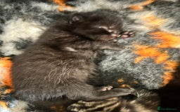 Domestic Shorthair cats for sale: 6 beautiful kittens for sale. - Image 16