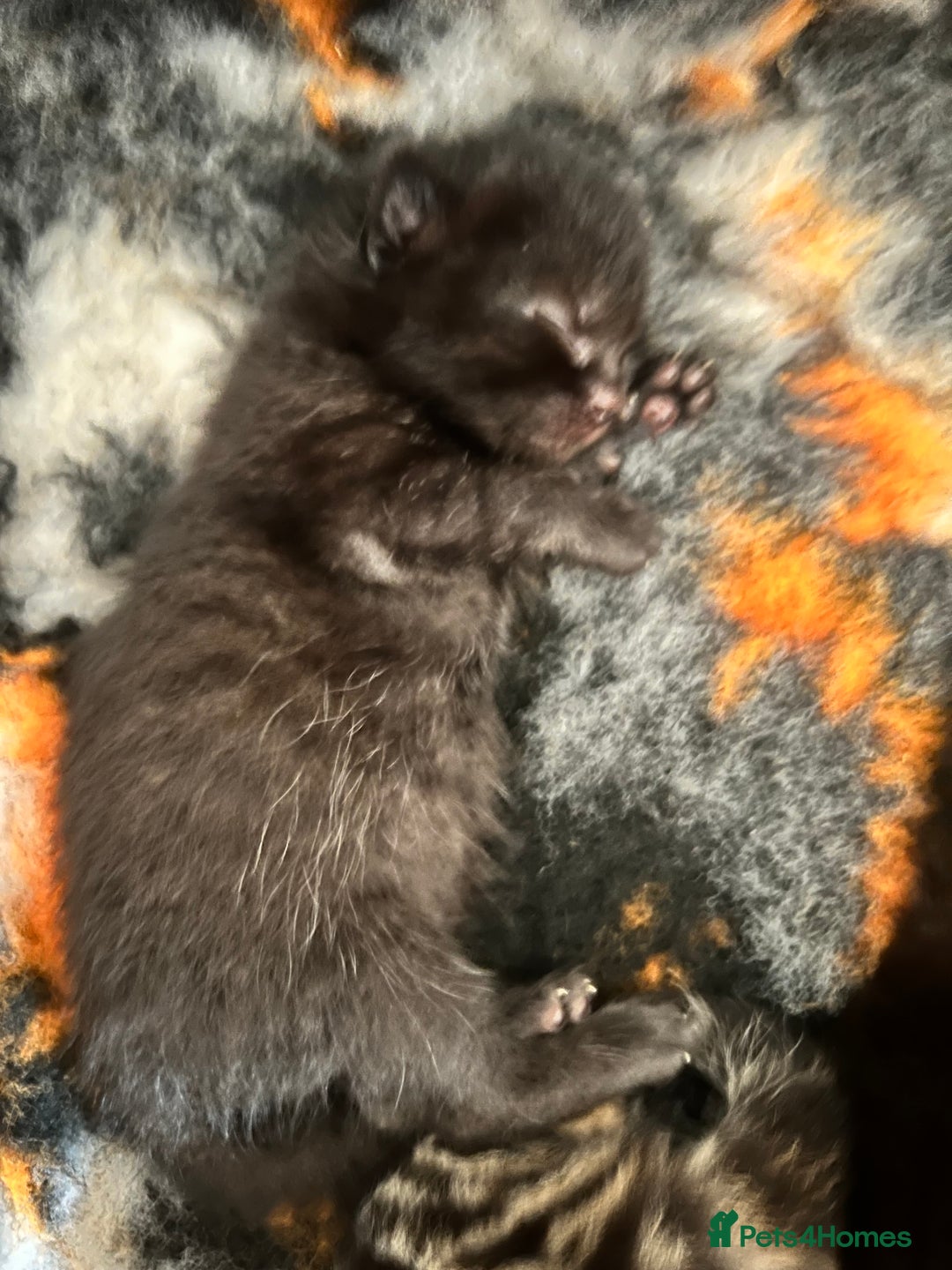 Domestic Shorthair cats for sale: 6 beautiful kittens for sale. - Image 16