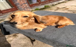 Miniature Dachshund dogs for stud: Pinot & Porter  - Image 2