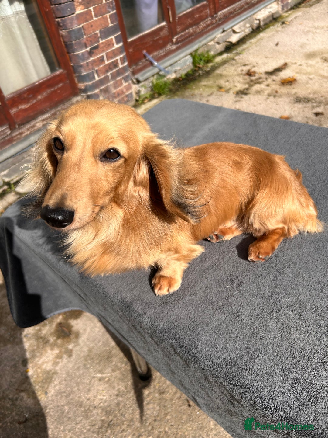 Miniature Dachshund dogs for stud: Pinot & Porter  - Image 2