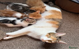 Domestic Shorthair cats for sale: Family-Raised Kittens, Friendly, Playful Ready Now - Image 33