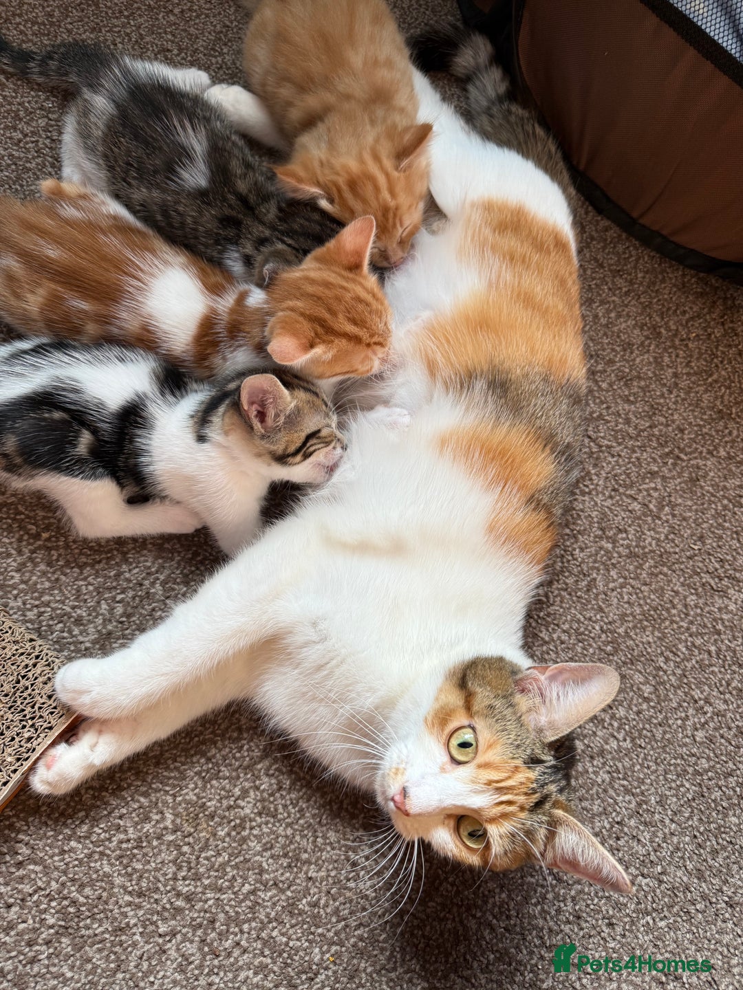 Domestic Shorthair cats for sale: Family-Raised Kittens, Friendly, Playful Ready Now - Image 33