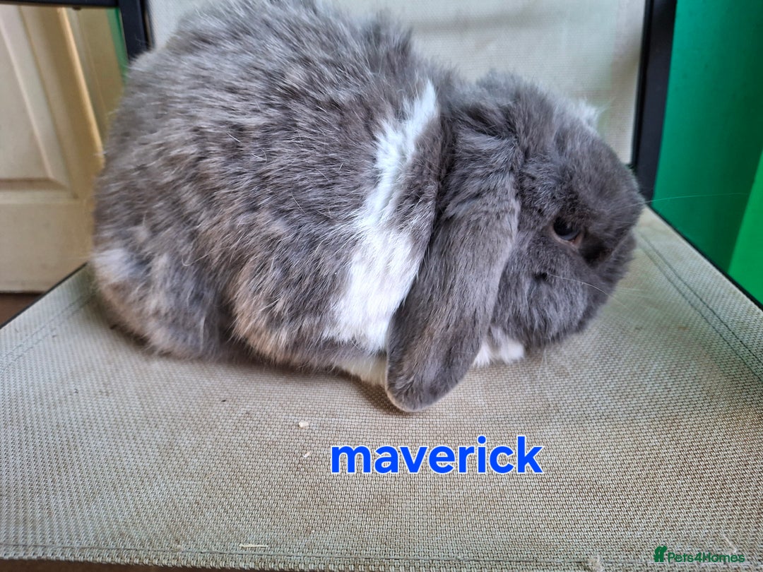 Mini Lion Lop rabbits for sale: 4 does and 5 bucks mini lop and lion lop - Image 2