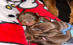 Dobermann dogs for sale: Doberman Puppies For Sale  - Image 11