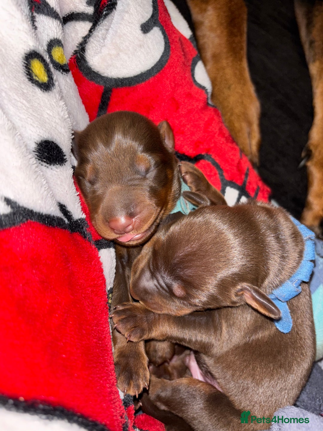Dobermann dogs for sale: Doberman Puppies For Sale  - Image 11