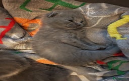 British Shorthair cats for sale: British shorthair 1 male left!!  in Crewe - Image 16