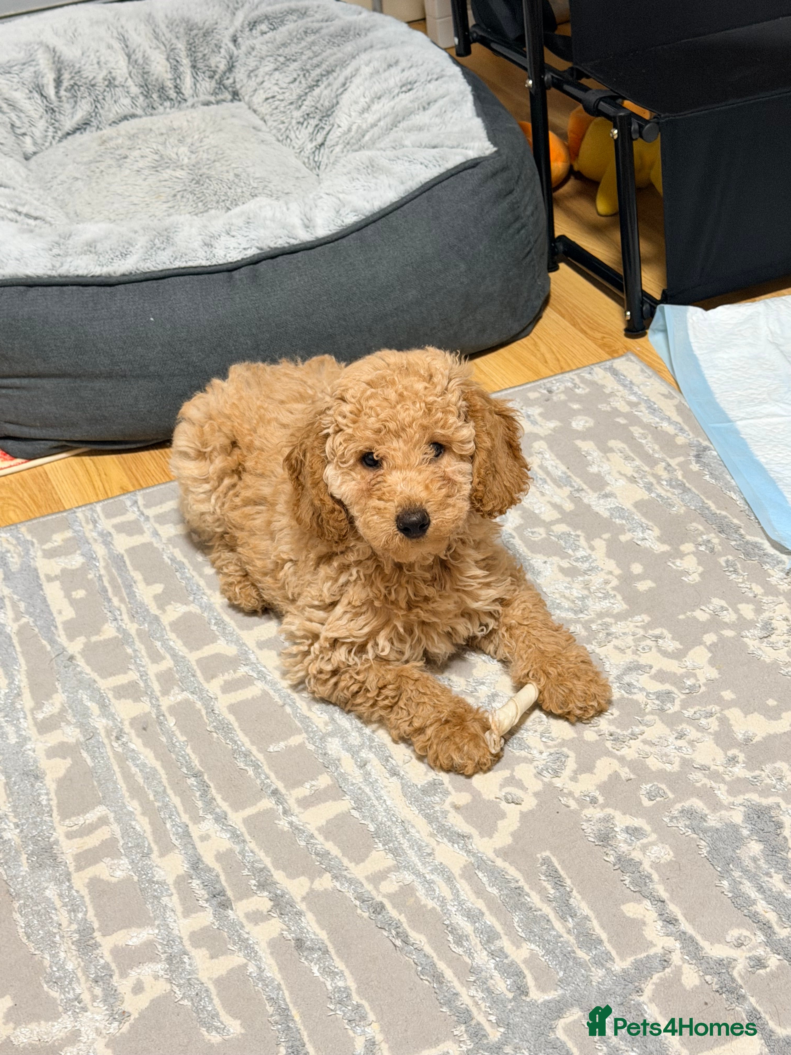 Mixed Breed dogs Lovely female puppy ready to leave  in Reading - Advert 1