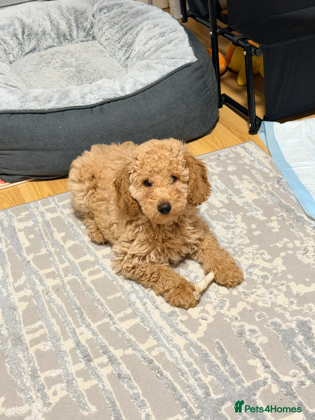 Mixed Breed dogs for sale: Lovely female puppy ready to leave  in Reading - Advert 1