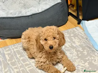 Mixed Breed dogs Lovely female puppy ready to leave in Reading - Advert 11