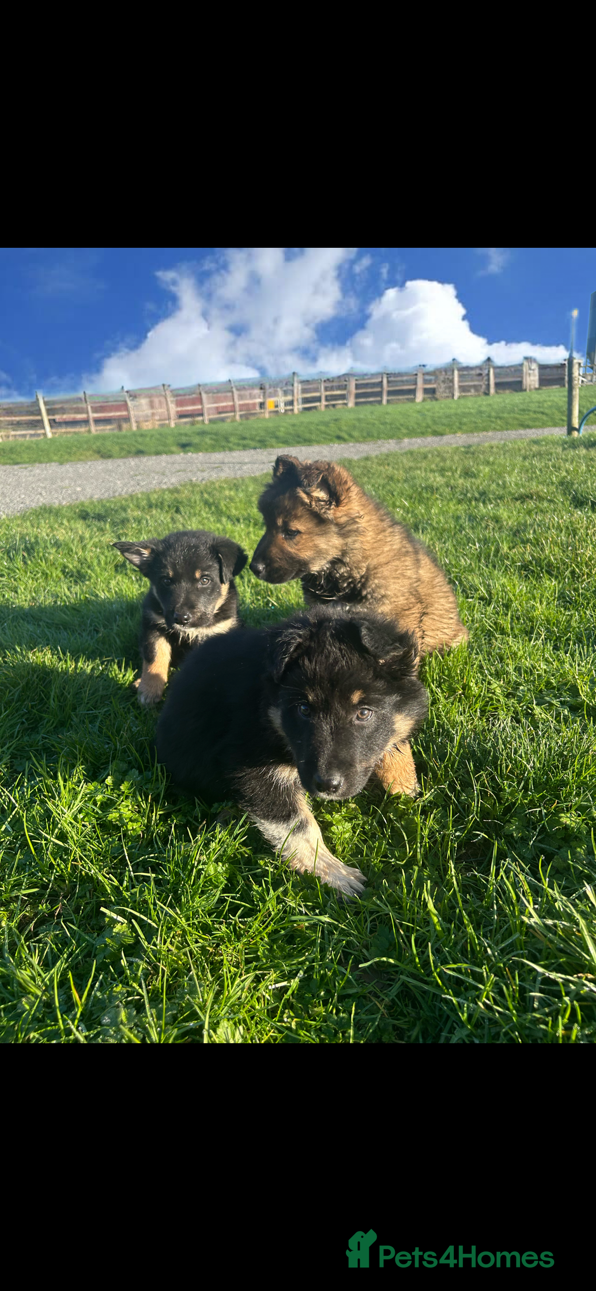 Mixed Breed dogs Gorgeous litter of Shollie puppies for sale - Advert 3