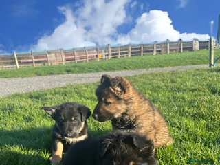 Mixed Breed dogs Gorgeous litter of Shollie puppies for sale - Advert 1