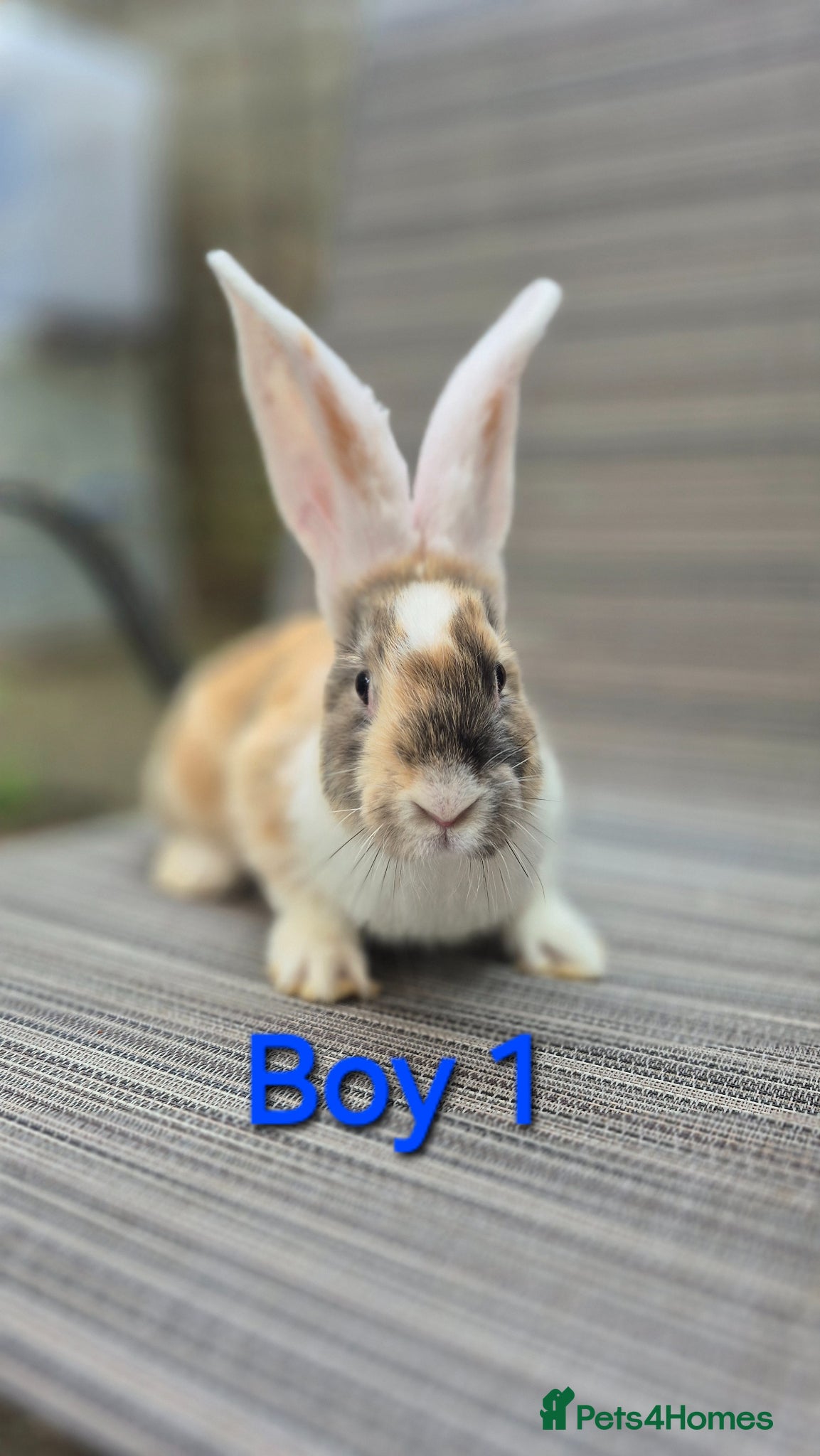 Continental Giant rabbits Pure Continental Giant Vaccinated  - Advert 2