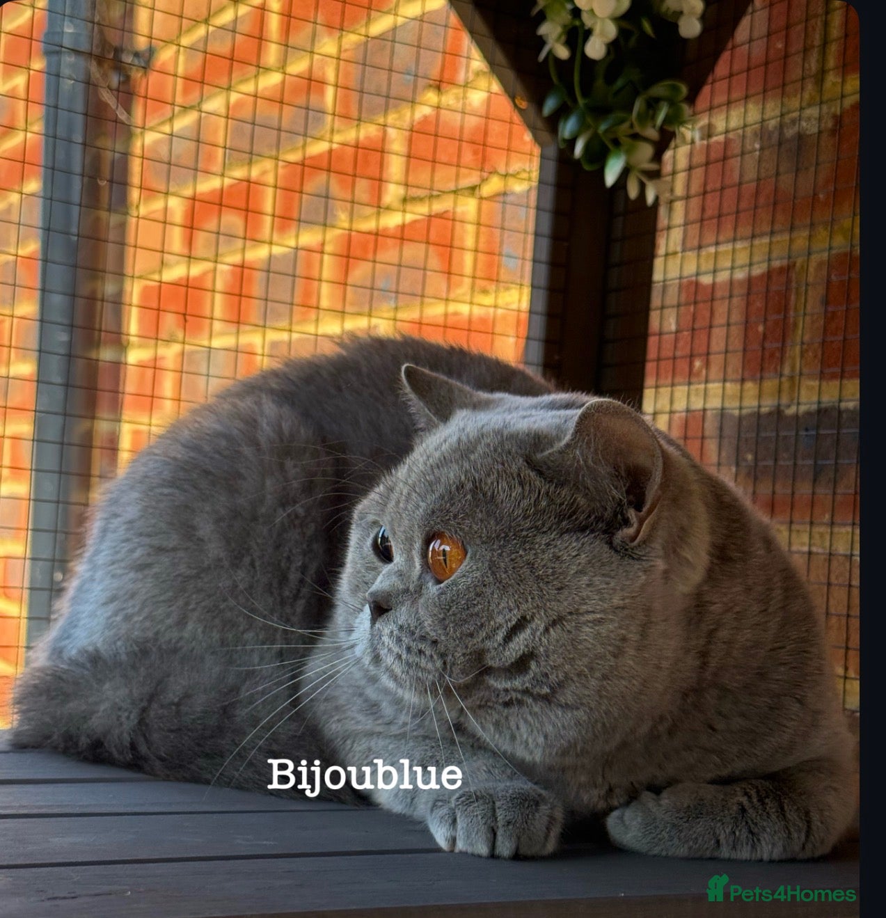 British Shorthair cats Blue Polish Import For Stud - Advert 1