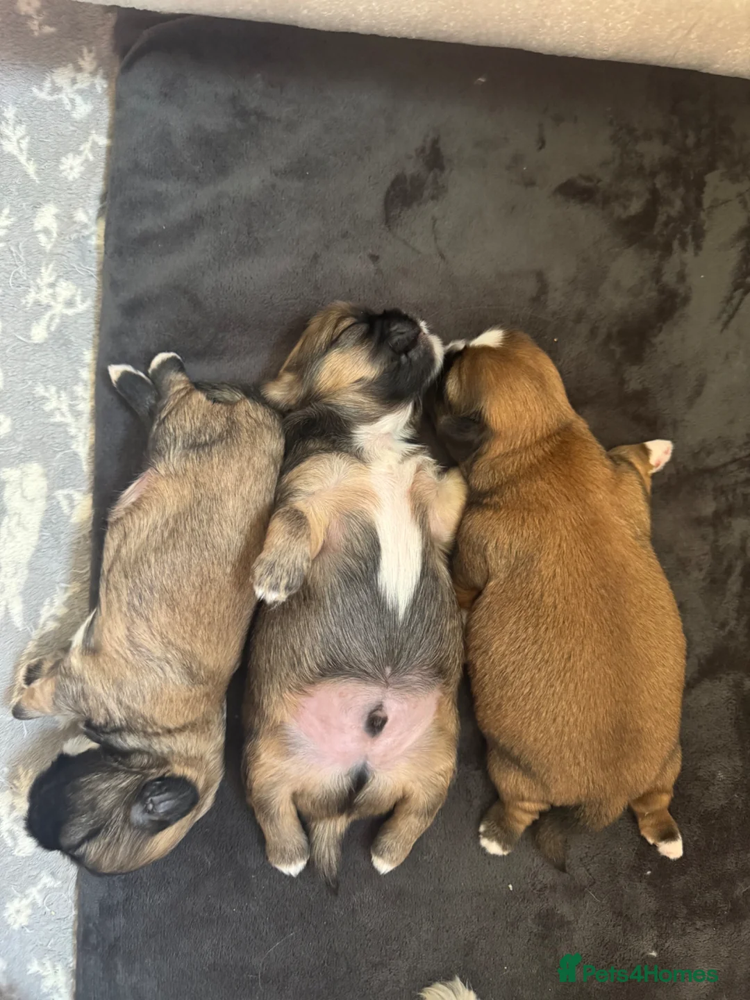 Shih Tzu dogs for sale: Beautiful Shih Tzu Puppies – Ready in May in Romford - Advert 11