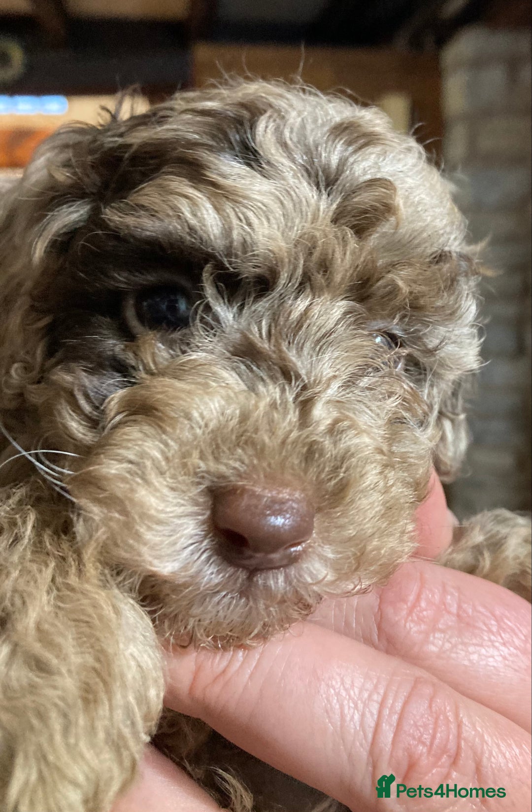 Bordoodle dogs for sale:  Beautiful Bordoodle Puppies inc Merle/Apricot - Advert 1