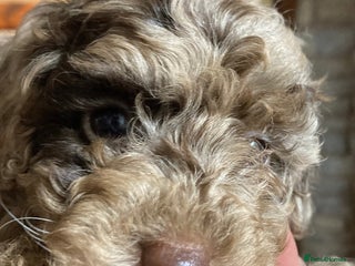 Bordoodle dogs Beautiful Bordoodle Puppies inc Merle/Apricot - Advert 1