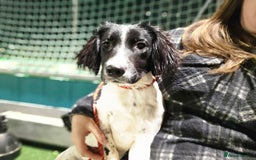 English Springer Spaniel dogs for sale: Arwen the kc springer - Advert 2