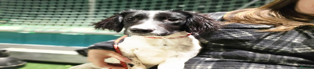 English Springer Spaniel Puppy 2