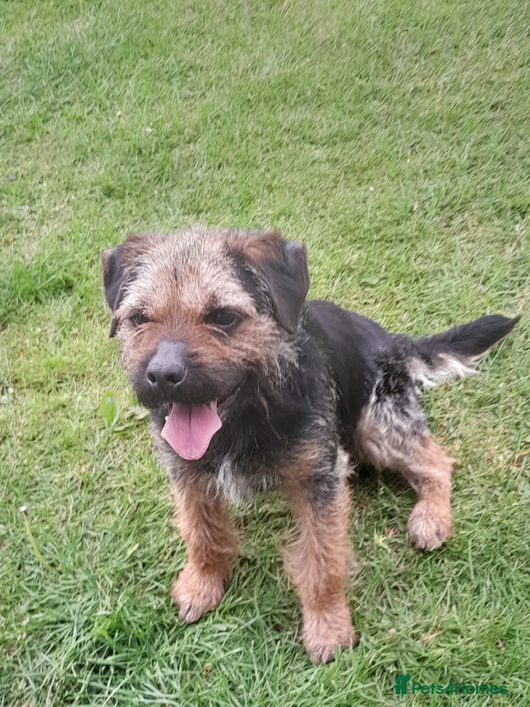 Border Terrier dogs for stud: Blue and tan proven stud in Bishop Auckland - Advert 2