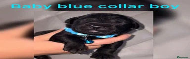 Black boy (Baby blue collar)