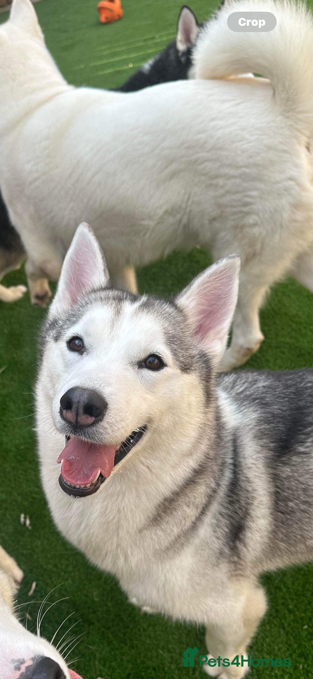 Siberian Husky dogs for sale: Siberian Husky Pups  - Advert 4