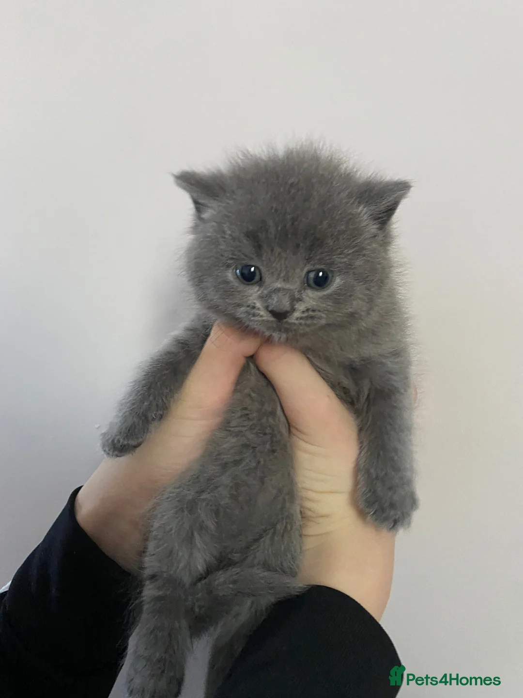 British Shorthair cats for sale: British blue shorthair x British blue long hair  - Advert 14