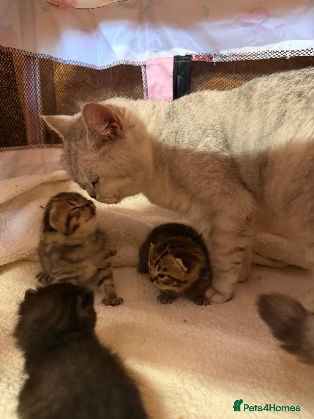 British Shorthair cats British Blue Shorhair Kittens  - Advert 2