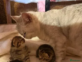 British Shorthair cats British Blue Shorhair Kittens - Advert 2