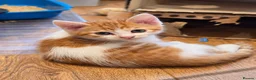 Mixed Breed cats for sale: 🐾 6 Adorable & Playful Kittens - 1 Girl & 5 Boys - Advert 35