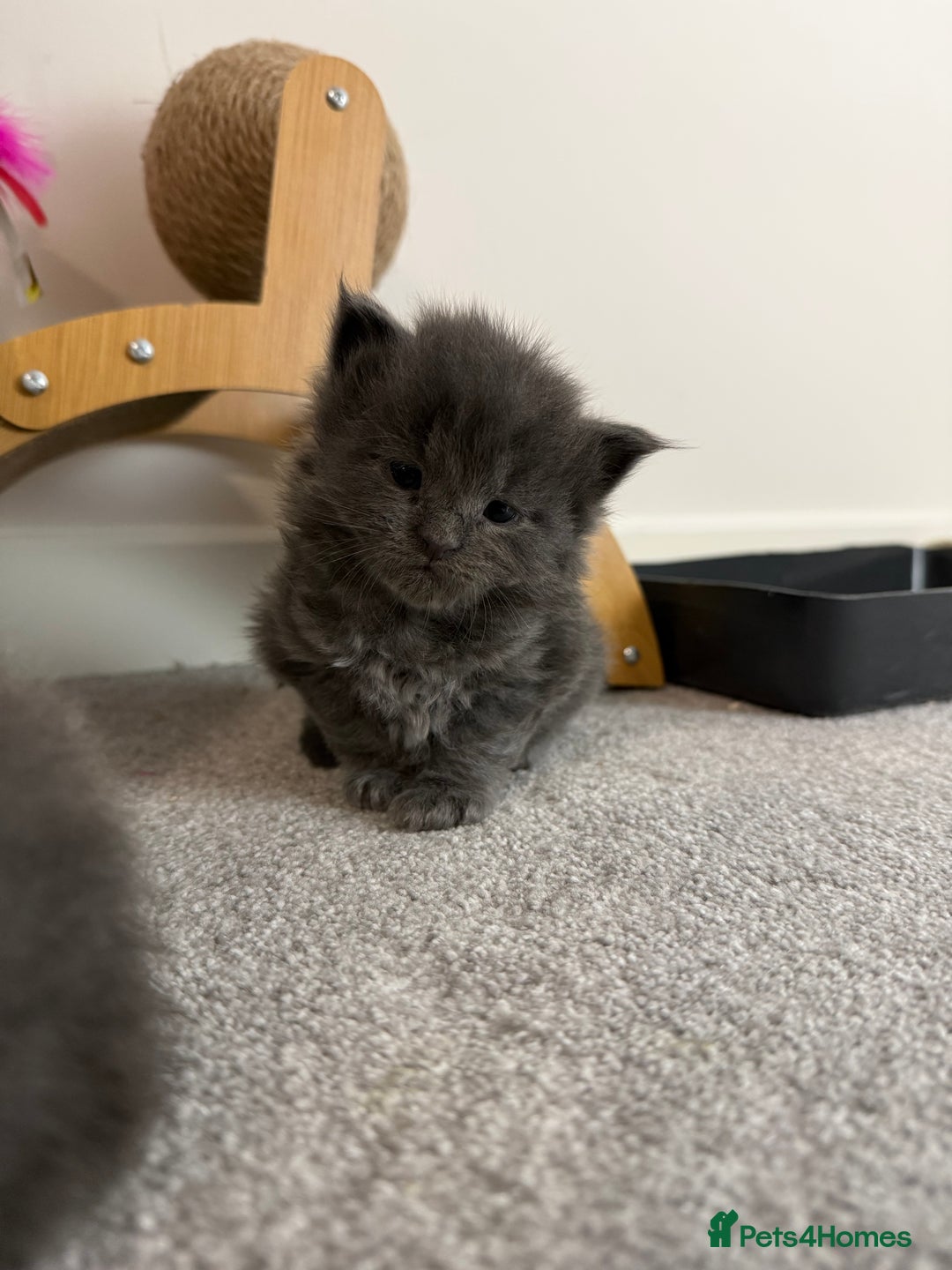 Maine Coon cats for sale: Maine coon kittens full breed xl dad blue/smoked  - Advert 5
