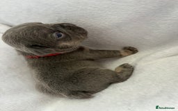 French Bulldog dogs for sale: Fluffy French bulldog pups  - Image 7