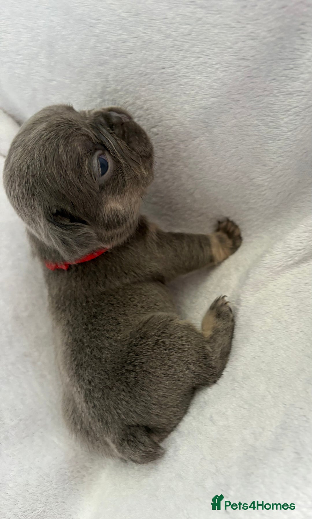 French Bulldog dogs for sale: Fluffy French bulldog pups  - Image 7