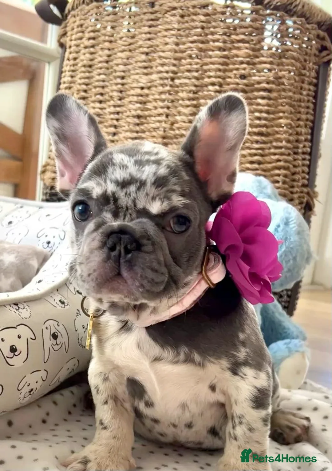French Bulldog dogs for sale: French Bulldog puppies for adoption in Saffron Walden - Advert 3