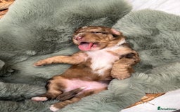 Bernedoodle dogs for sale: Miniature Bernedoodle Puppies - Image 6