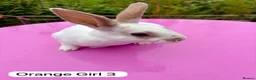 Rex rabbits for sale: Mini Rex Rabbits Mixed Colours Very Friendly  - Advert 13
