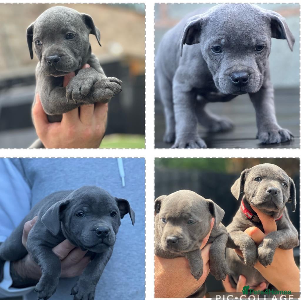 Staffordshire Bull Terrier dogs blue staffys ready - Advert 11