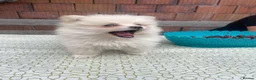 Pomeranian dogs for sale: Two Female Pomeranian  - Advert 5
