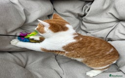 British Shorthair cats for sale: British Shorthair Chunky kittens - Image 10