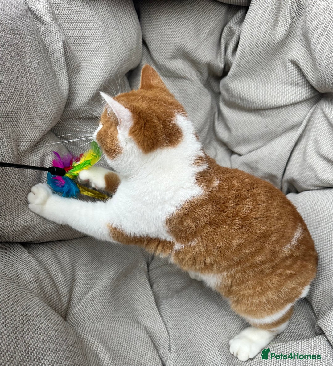 British Shorthair cats for sale: British Shorthair Chunky kittens - Image 10