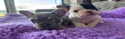 French Bulldog dogs for sale: STUNNING FRENCH BULLDOG PUPPIES - Advert 3