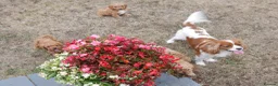 Cavapoo dogs for sale: Quality Health Tested F1 Toy Cavapoo Puppies - Advert 14