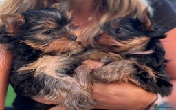 Yorkshire Terrier dogs for sale: Last girl ready🥰 Pedigree Yorkshire Terrier Puppy - Image 1