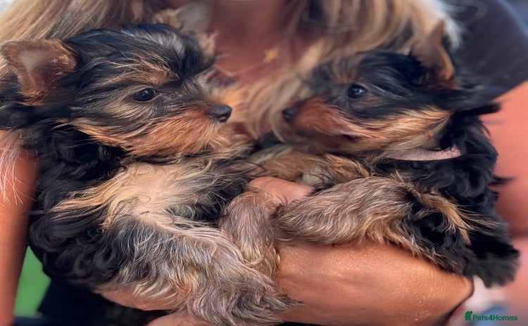 Yorkshire Terrier dogs - Advert 5
