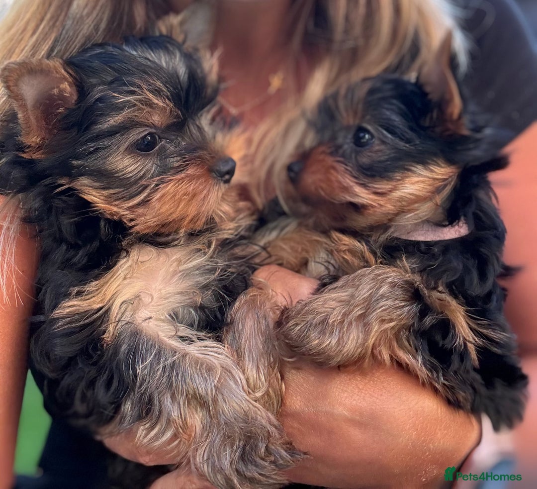 Yorkshire Terrier dogs for sale: Last girl ready🥰 Pedigree Yorkshire Terrier Puppy - Image 1