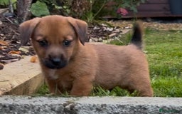 Mixed Breed dogs for sale: Beautiful Norfolks  - Image 3