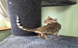 Bengal cats for sale:  Outstanding Quality Bengal kittens ready to leave - Image 11