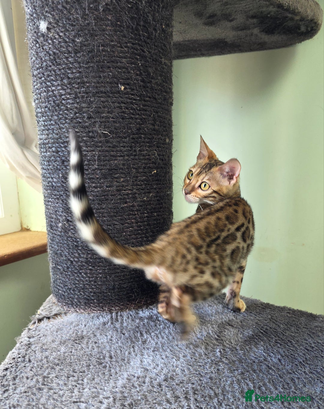Bengal cats for sale:  Outstanding Quality Bengal kittens ready to leave - Image 11