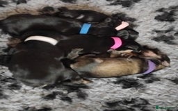 Miniature Schnauzer dogs for sale: Rockybobs Miniature Schnauzers  - Image 5