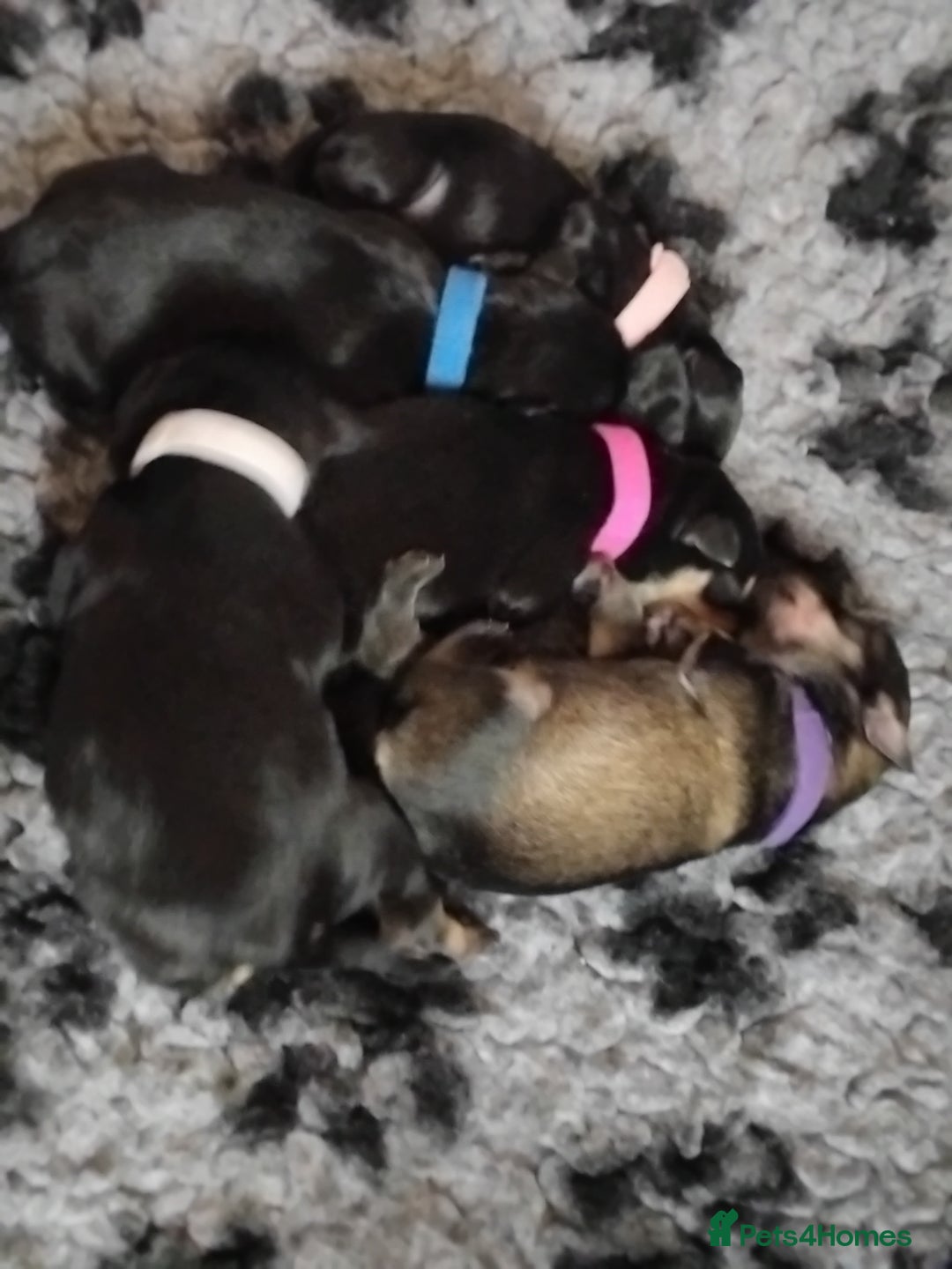 Miniature Schnauzer dogs for sale: Rockybobs Miniature Schnauzers  - Image 5