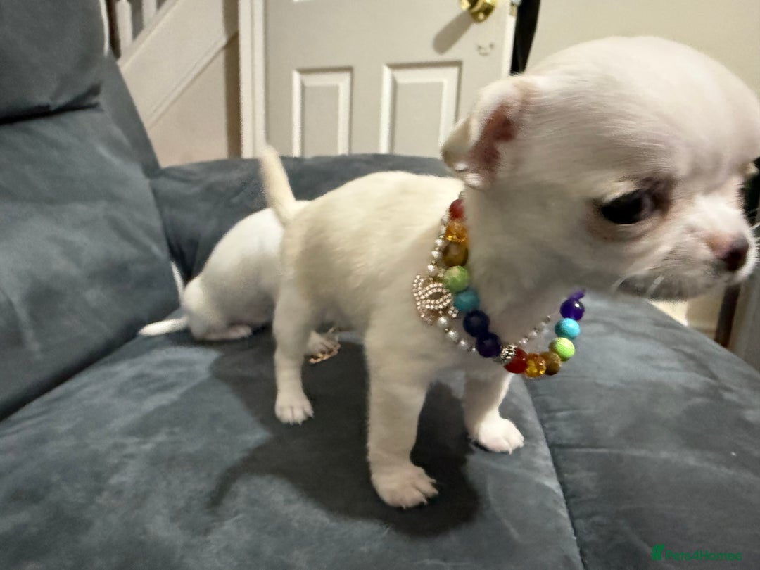 Chihuahua dogs for sale: Female chihuahua  - Image 4